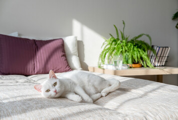 White cat resting on the bed. Bedroom interior in a Scandinavian minimalist stylewith plants. Urban jungle. Morning vibes. Bedroom interior concept. Sunny morning.