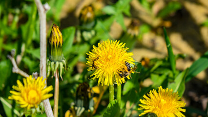 The world around, nature, plants, flowers.
