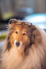 Rough collie wearing a glasses on head, funny one ear down one up portrait