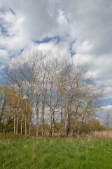 Wide angle tree near meadow landscape, various species, rural village outdoor