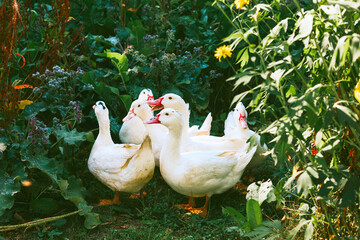 white ducks in courtyard of country village house, concept of simple life and an eco-friendly lifestyle