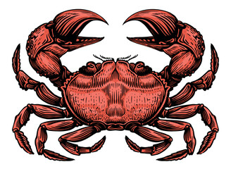 Red crab isolated on white background. Sea animal, seafood vector illustration © ~ Bitter ~