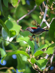 scarlet backed flowerpecker on tree branch