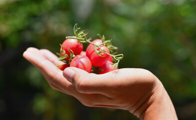 Harvesting tomato in hand, Agriculture background