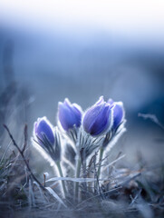 Purple flowers