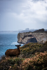 Goat on a cliff