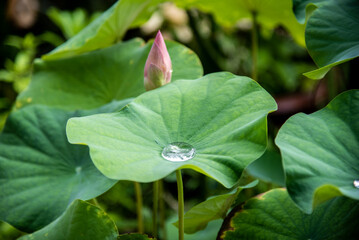 Closeup of lotus leaf with water droplets