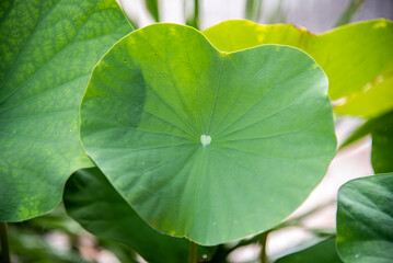
lotus leaf close up in the garden