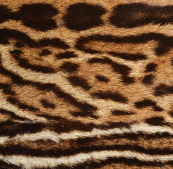 leopard fur texture - 597727970