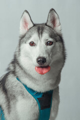 Siberian Husky,Husky dog is sticking out his tongue, studio shot on gray background