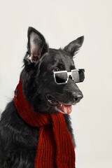 Black german shepherd dog wearing sunglasses and red scarf, closeup shot, clean background