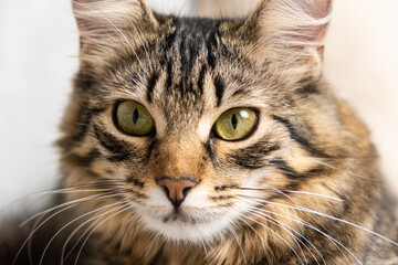 Portrait of a fluffy young tabby cat with yellow-green eyes looking at the camera, a cat's gaze.