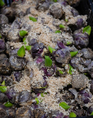 Preparation for spring season in garden, tulips and daffodils bulbs. Flowering garden concept.