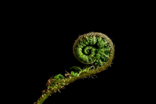Spiral green branch of a fern on a black background. Golden ratio in nature. macro photo.