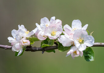 A branch of a blossoming apple tree with flowers