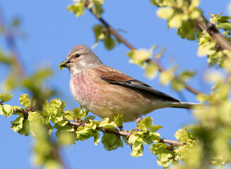 Common linnet, Linaria cannabina. A bird sits on a branch, eating leaves