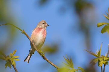 Common linnet, Linaria cannabina. The male sits on a branch against the sky
