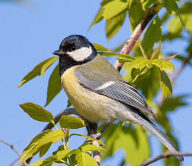 Obraz premium Great tit, Parus major. A bird sits on a branch