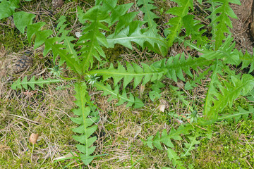Dandelion leaves in April.