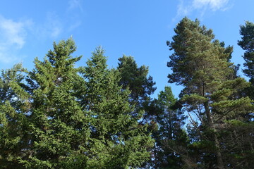Fototapeta premium pine trees against sky