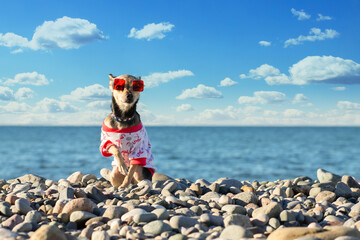 dog on the beach in summer, funny pet in sunglasses on the sea, travel and tourism, dog clothes