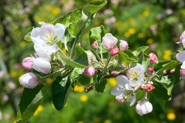 Apple garden