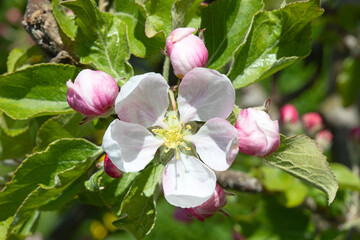 Apple garden