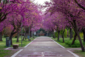 viale alberato in fiore, fioritura primaverile di prunus in parco cittadino