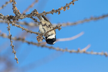 cincia mora sul ramo intenta a nutrirsi di semini