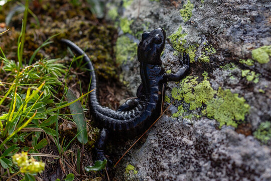 la salamandra di lanza, endemismo del piemonte occidentale, alpi cozie