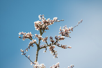 Spring Blooming - White Blossoms And blue Sky