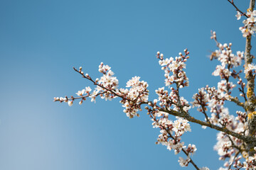 Spring Blooming - White Blossoms And blue Sky
