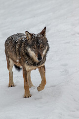 ritratto di lupo sotto la nevicata
