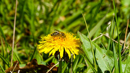 A beautiful bee is drinking nectar from a yellow flower.