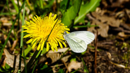 An amazing spring photograph of a white butterfly, drinking nectar from a yellow flower.