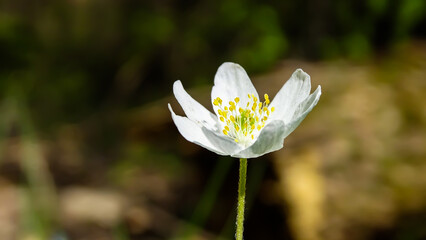 A beautiful marco photograph of a white flower with a blurred background.