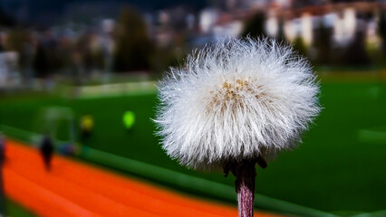 A beautiful white fluffy flower with a stadium at the background.
