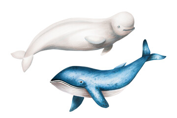 Watercolor beluga and blue whale isolated on white background. Hand painting realistic Arctic and Antarctic ocean mammals. For designers, decoration, postcards, wrapping paper, scrapbooking, covers