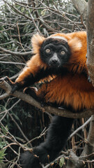 red and white lemur