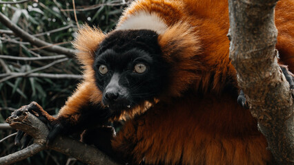 lemur