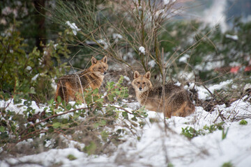 Couple of Jackals in the snow
