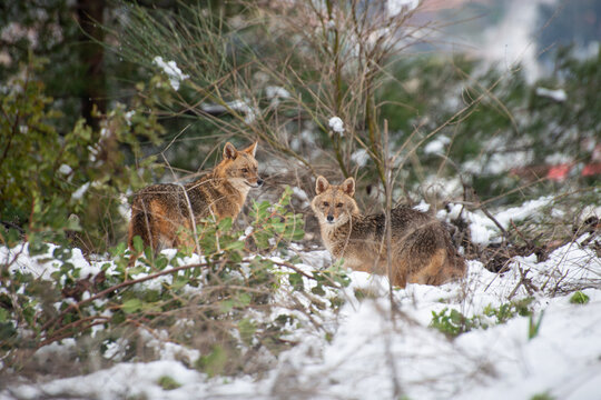 Staring jackals in a snowy forest