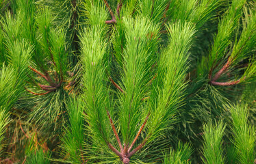 Green coniferous plant in nature as a background