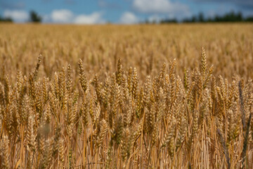 収穫前のムギ畑
