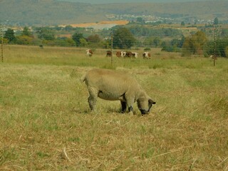 An isolated Hampshire Down Ewe sheep, that is beige in color with a black nose and ears, grazing in a golden grass field with a row of Cows in the background behind a wire fence, hilltops and trees