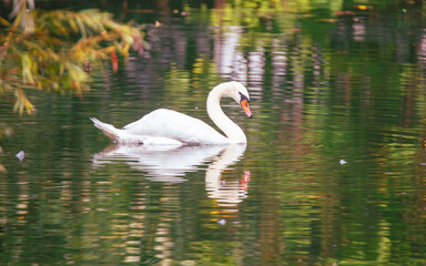 Fototapeta premium White swan swims in nature in summer