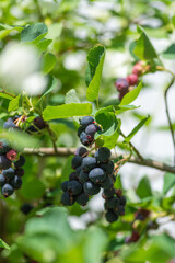 熟したジューンベリーの実
