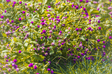 Fototapeta premium Large bush with small pink flowers