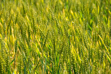 夏の緑のムギの穂

