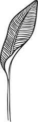 Obraz premium undefinedOne line drawing vector leaf and palm tree leaves. Drawing modern minimalist tropical banana, Frangipani and plumeria exotic palm leaves branches and flowers silhouette on white background